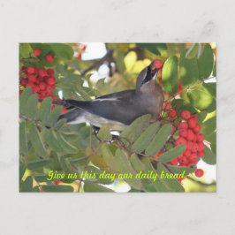 Cedar Waxwing - Tagesbrot - Postkarte