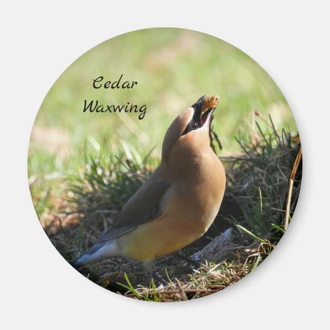 Cedar Waxwing-Vogel Magnet (Vorne)