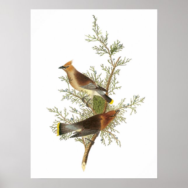 Cedar Waxwing von Audubon Poster (Vorne)