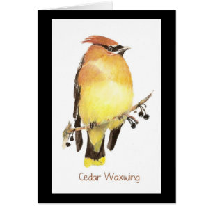 Cedar Waxwing, Watercolor Bird