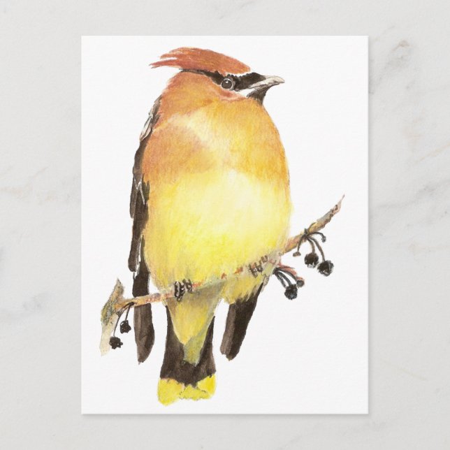 Cedar Waxwing, Watercolor Bird Postkarte (Vorderseite)
