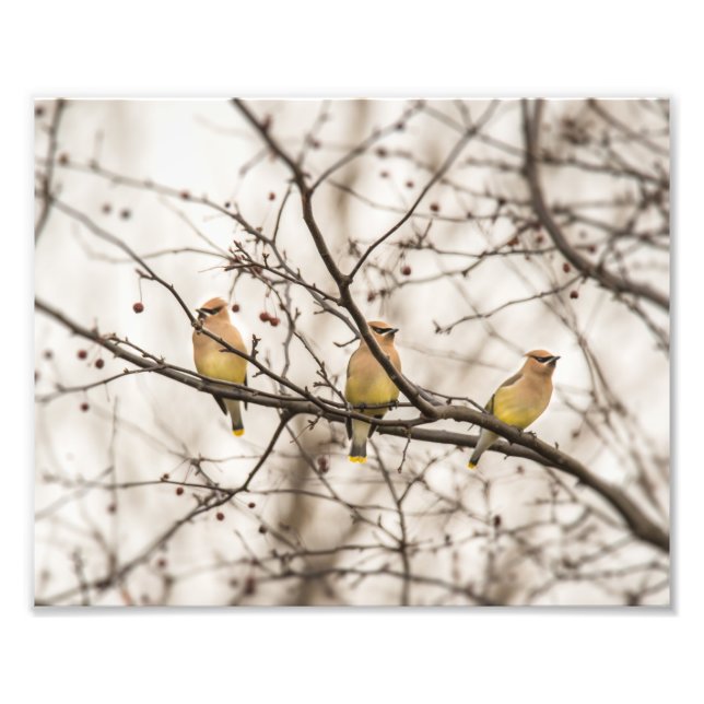 Cedar Waxwings im Winter Foto Print (Vorne)