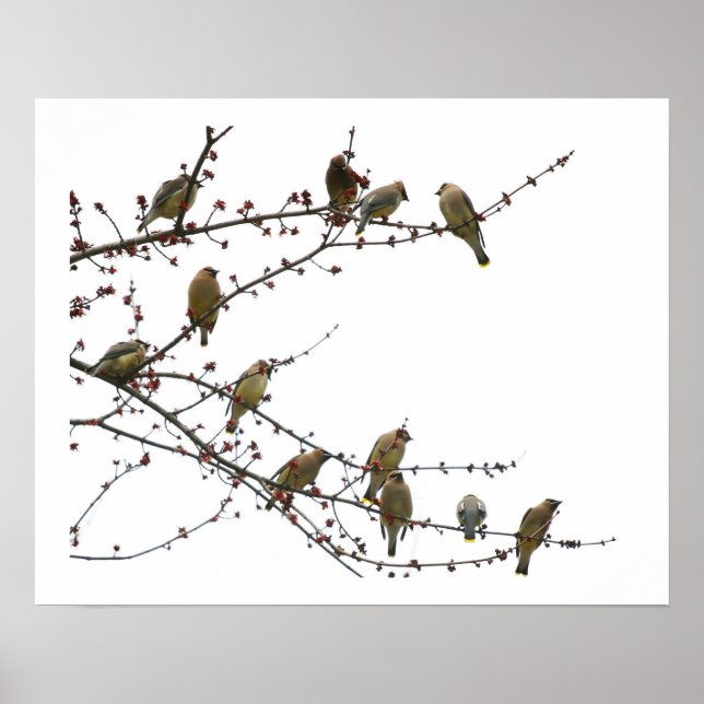 Cedar Waxwings Poster (Vorne)