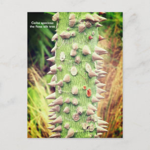 Ceiba speciosa, die Seidenschollen Feiertagspostkarte