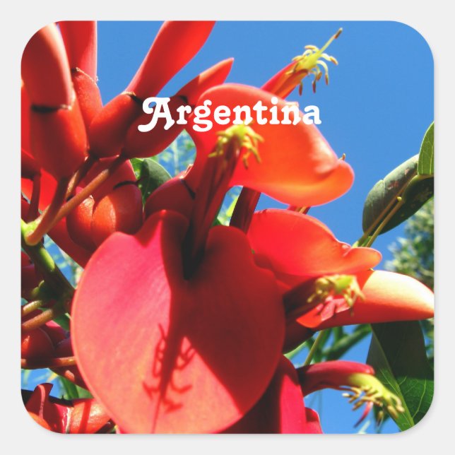 Ceibo Quadratischer Aufkleber (Vorderseite)