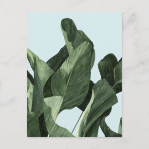 Celadon Palms Postkarte