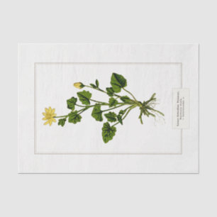 Celandine Botanical Illustration 1885  Seidenpapier