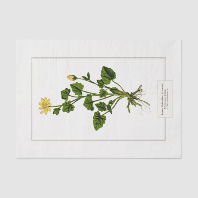 Celandine Botanical Illustration 1885  Seidenpapier (Vorderseite)