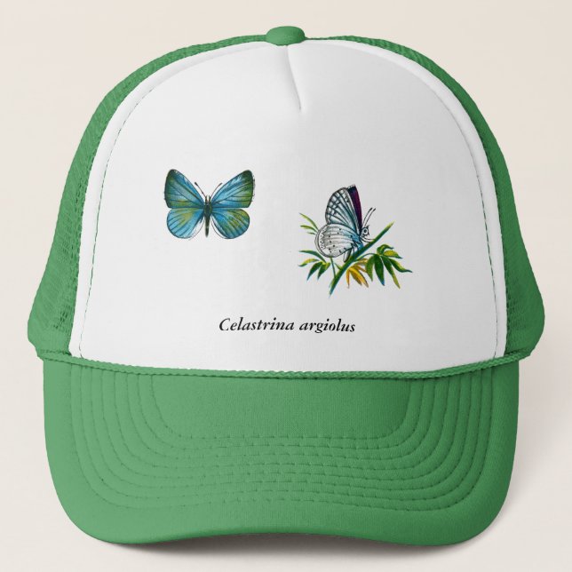 Celastrina argiolus (Männchen) Truckerkappe (Vorderseite)