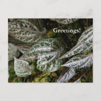 Celebes Pepper Postcard