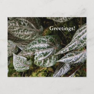 Celebes Pepper Postcard Postkarte