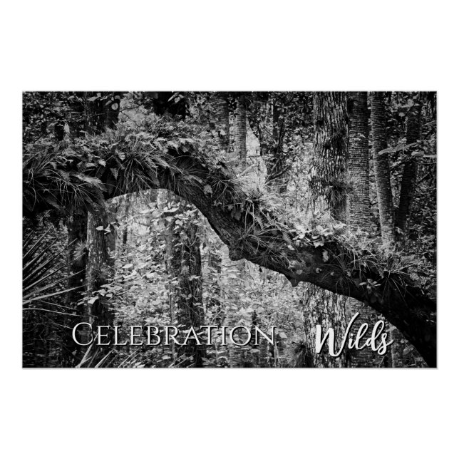 Celebration Wilds Poster (Vorderseite)
