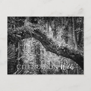 Celebration Wilds Postkarte