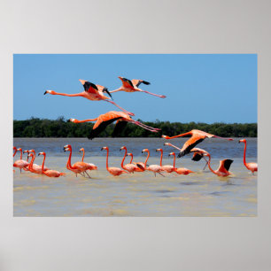 Celestun Biosphärenreservat Poster
