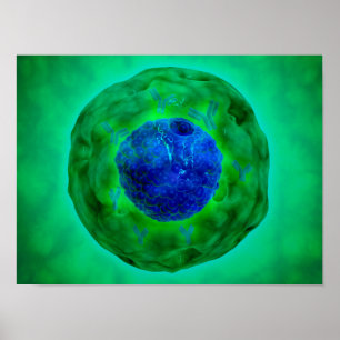 Cell Nucleus With Chromosome 1 Poster