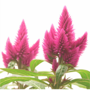 Celosia argentea aufkleber