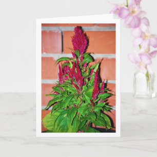 Celosia Argentea - Drachenatmung - Pflanze Karte