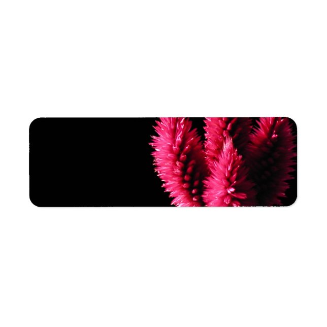 Celosia Caracas. Cockscombs. Pinke Blumen. (Vorne)