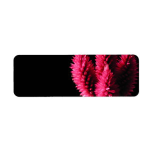 Celosia Caracas. Cockscombs. Rosa Blumen