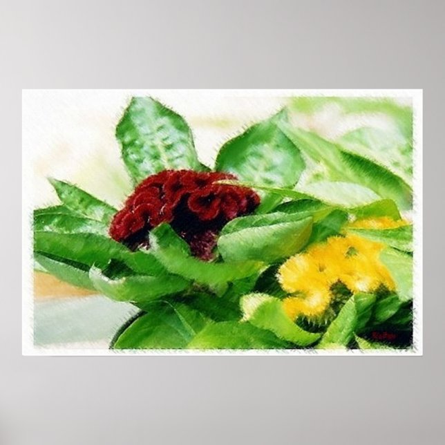 Celosia/Cockscomb Poster (Vorne)