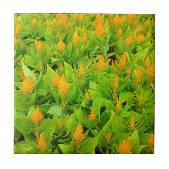 Celosia-Gebiet Fliese (Vorderseite)