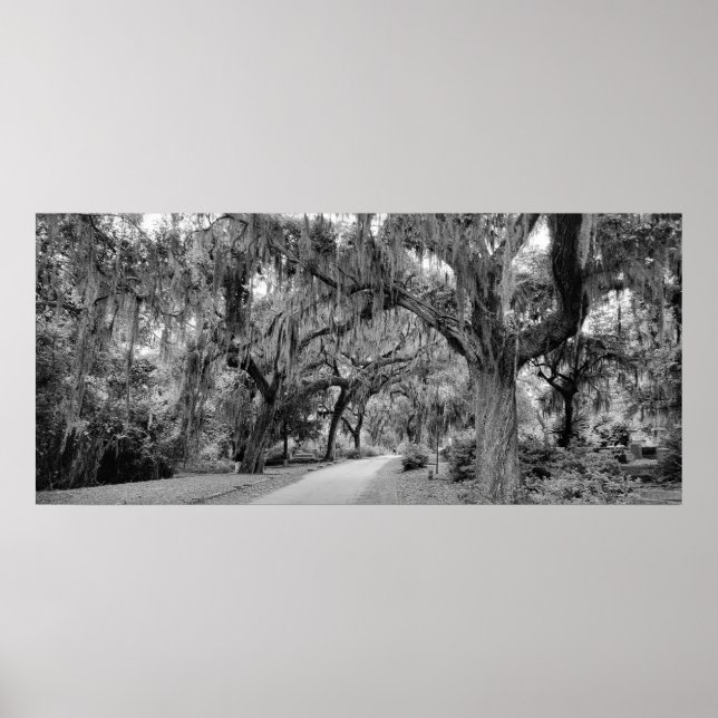 Cemtery, Savannah Ga, MD Fotografie Poster (Vorne)