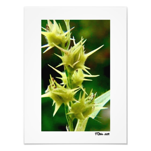 Cenchrus Echinatos Fotodruck (Vorne)