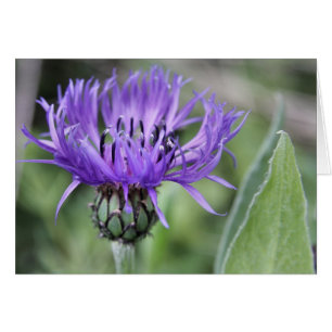 Centaurea-Karte