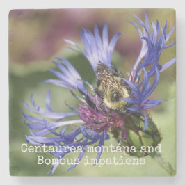 Centaurea Montana und Bombus impatiens Steinuntersetzer