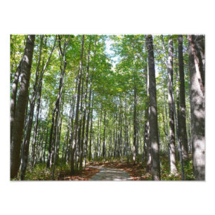Centennial Wald Path II Ellicott City Maryland Fotodruck