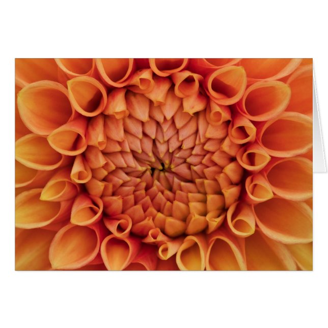 Center Orange Dahlia Blume Leere Inside (Vorderseite (Horizontal))