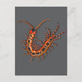 Centipede postkarte