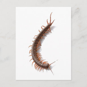 Centipede Postkarte