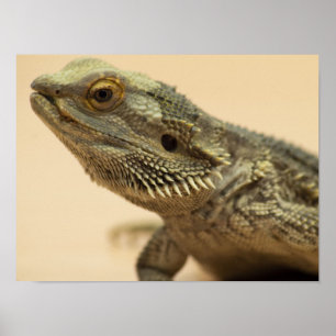 Central Bartard Lizard Nah-up Poster