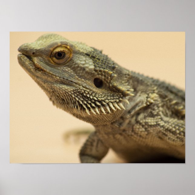 Central Bartard Lizard Nah-up Poster (Vorne)