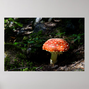 Central Cascades, Staat Washington Poster