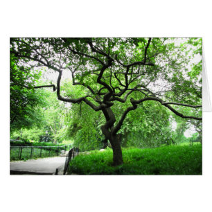 Central Park-Baum