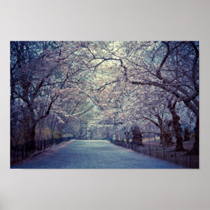 Central Park Cherry Blossom Pfad Poster