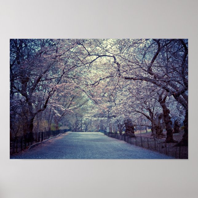 Central Park Cherry Blossom Pfad Poster (Vorne)
