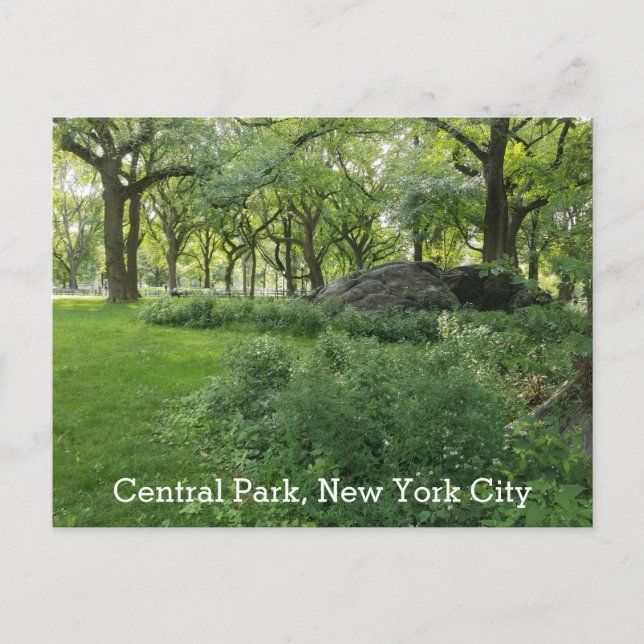 Central Park New York Summer Green Landschaftlich  Postkarte (Vorderseite)