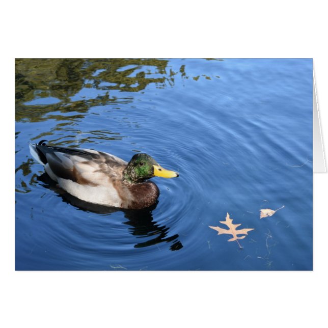 Central Park NYC Conservatory Water Mallard Duck (Vorderseite (Horizontal))
