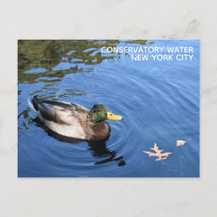 Central Park NYC Conservatory Water Mallard Duck Postkarte