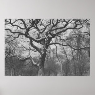 Central Park, NYC Poster