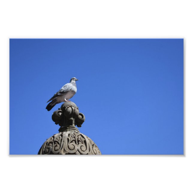 Central Park Pigeon Blue Sky New York City Bird Fotodruck (Vorne)