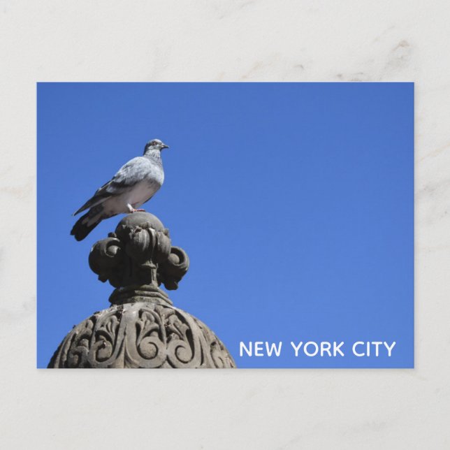 Central Park Pigeon Blue Sky New York City Bird Postkarte (Vorderseite)