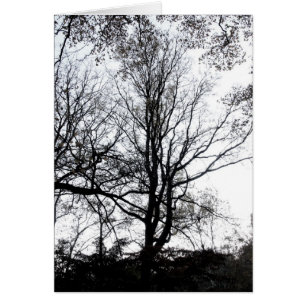 Central Park-Spätherbst fast unfruchtbarer Baum