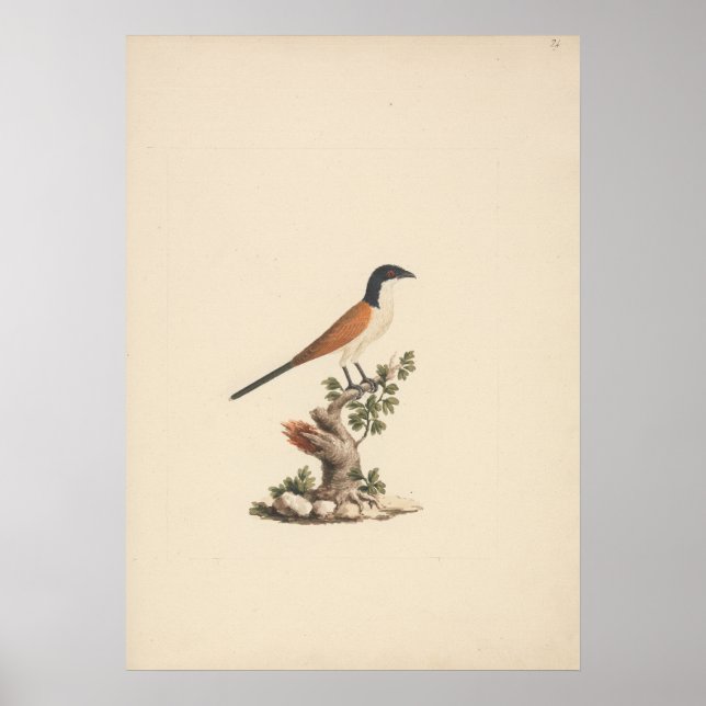 Centropus monachus (Blaukopfkuckuck) Poster (Vorne)
