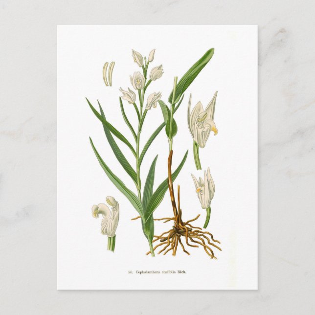 Cephalanthera ensifolia postkarte (Vorderseite)