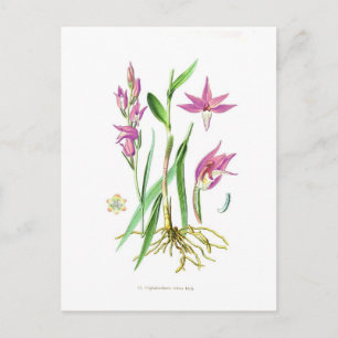 Cephalanthera rubra postkarte