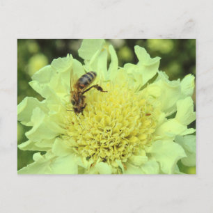 Cephalaria Gigantea mit einer Biene Postkarte